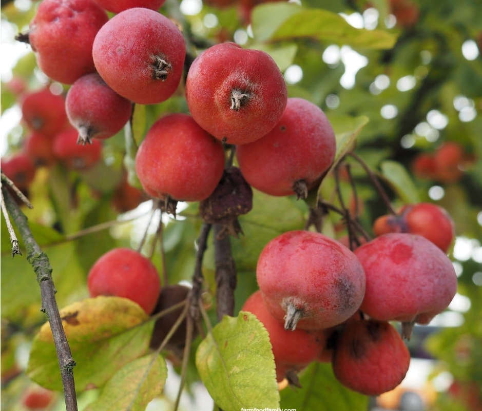 CORALBURST CRAB APPLE  ` Malus Coralcore`   - 2 SEEDS  exotic fruit