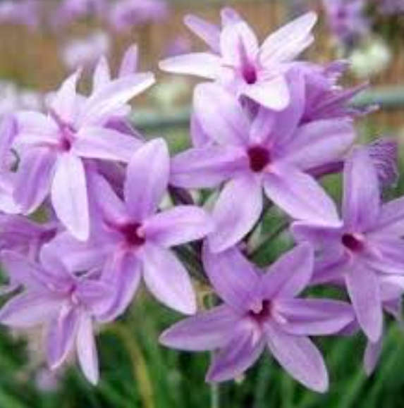 WILD GARLIC PUPLE FLOWER (Tulbachia violaceae) - 15 SEEDS