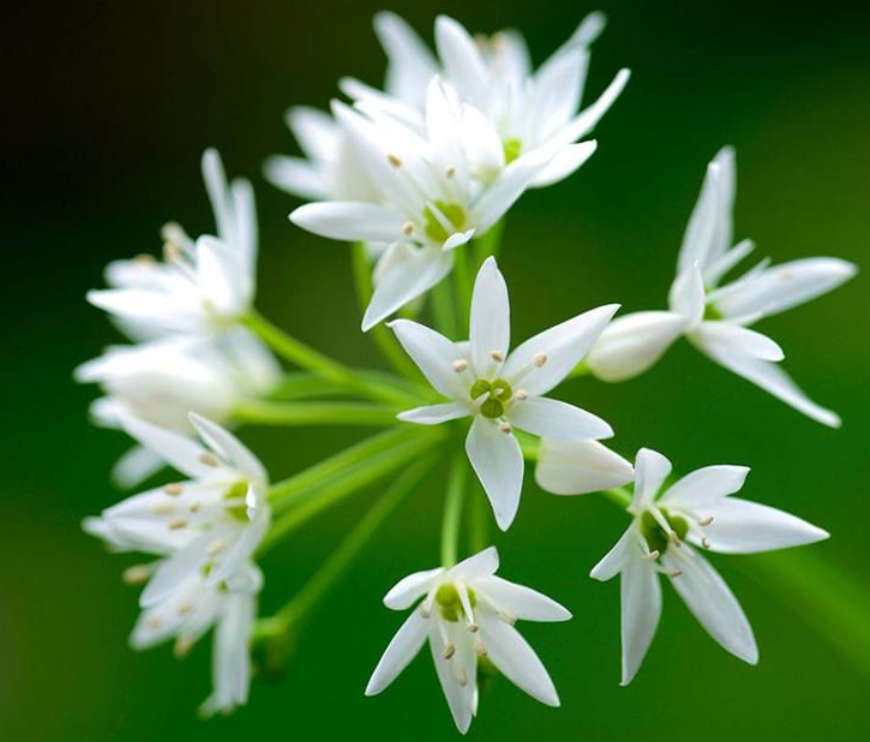 WILD GARLIC WHITE  FLOWER (Allium Ursinum) - 15 SEEDS