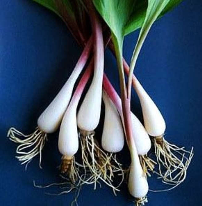 WILD GARLIC WHITE  FLOWER (Allium Ursinum) - 15 SEEDS