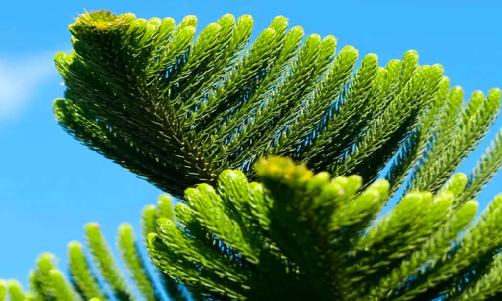 ARAUCARIA HETEROPHYLLA / NORFOLK ISLAND PINE/ POLYNESIAN PINE -  3 SEEDS