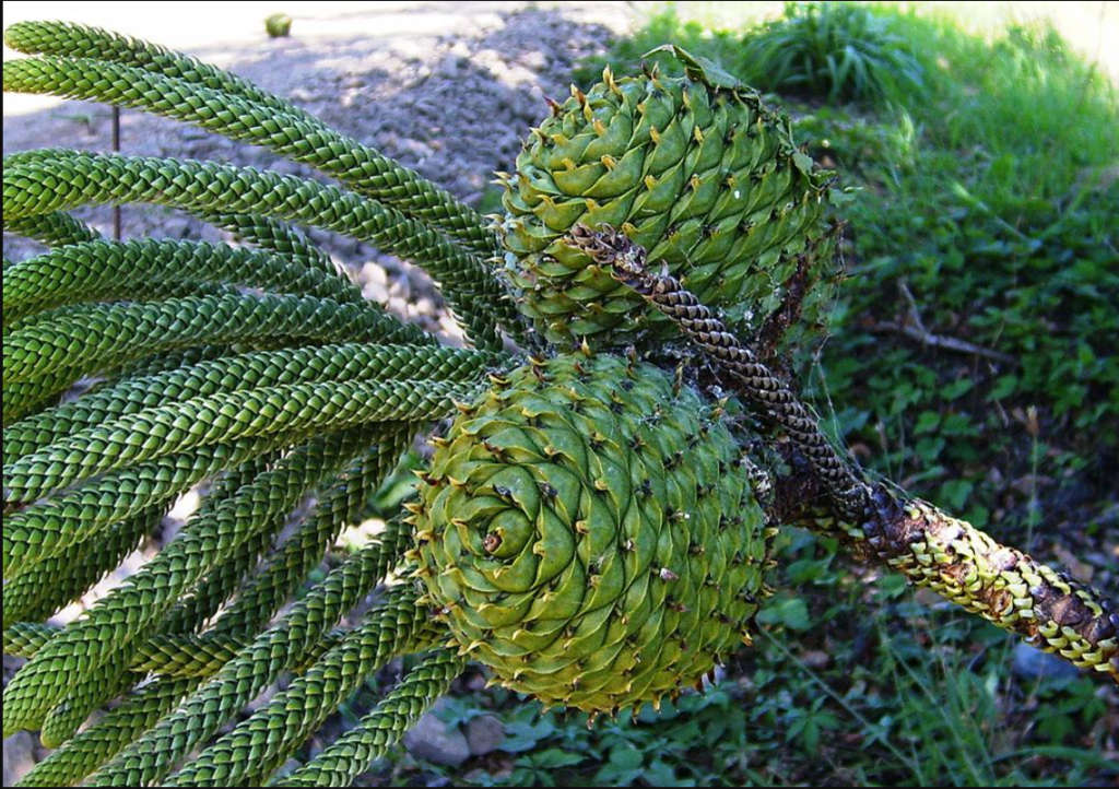ARAUCARIA HETEROPHYLLA / NORFOLK ISLAND PINE/ POLYNESIAN PINE -  3 SEEDS