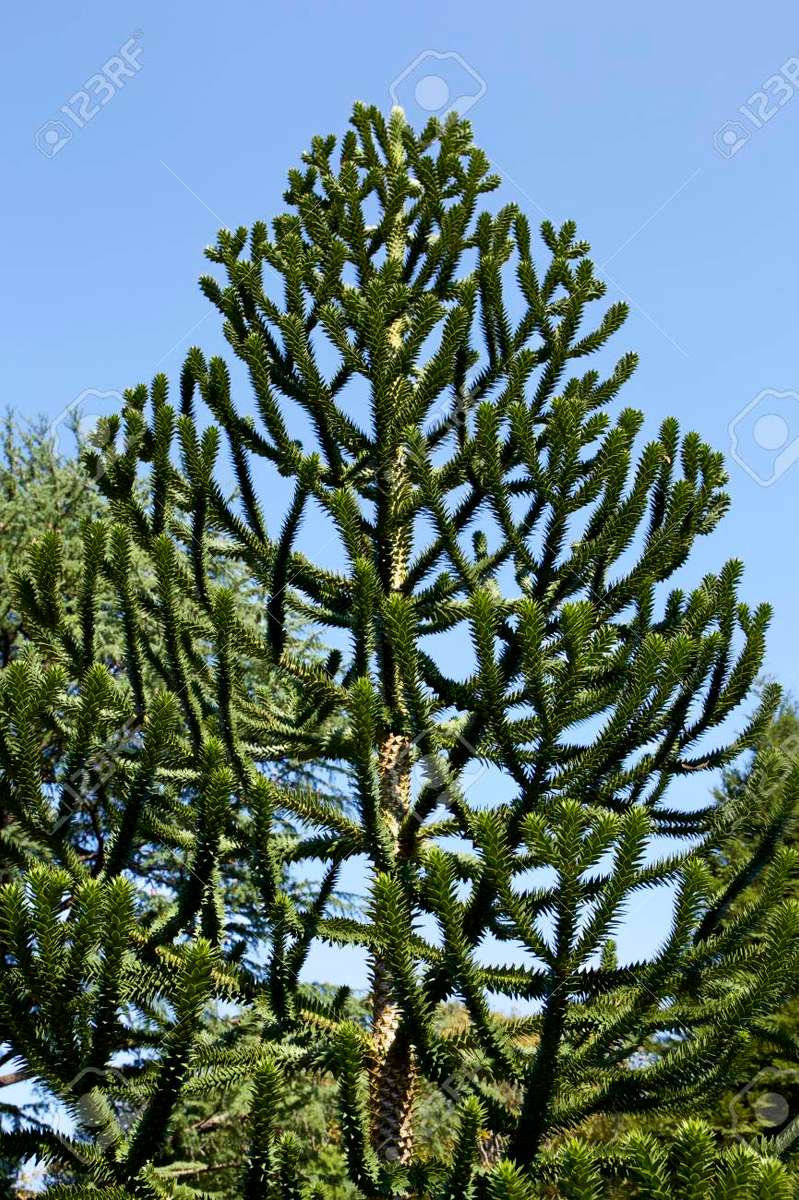 ARAUCARIA HETEROPHYLLA / NORFOLK ISLAND PINE/ POLYNESIAN PINE -  3 SEEDS