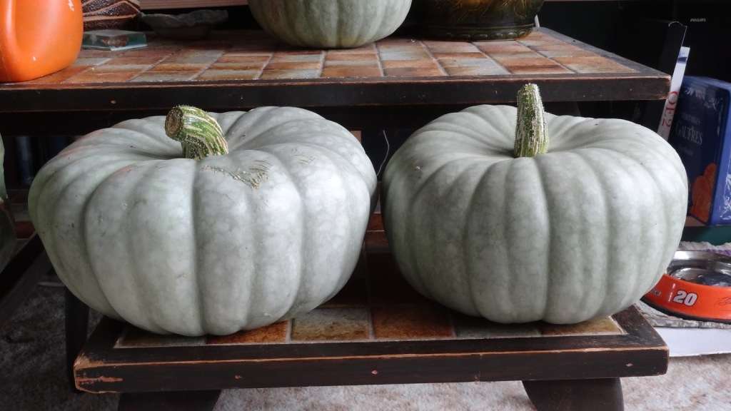 QUEENSLAND BLUE PUMPKIN -  10   SEEDS