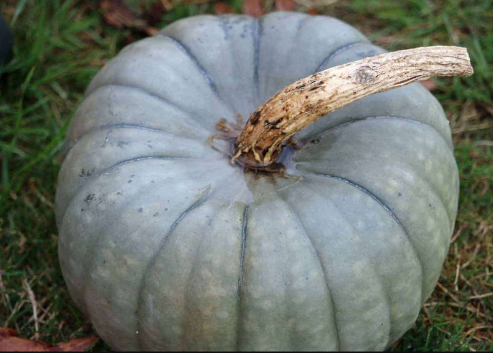 QUEENSLAND BLUE PUMPKIN -  10   SEEDS