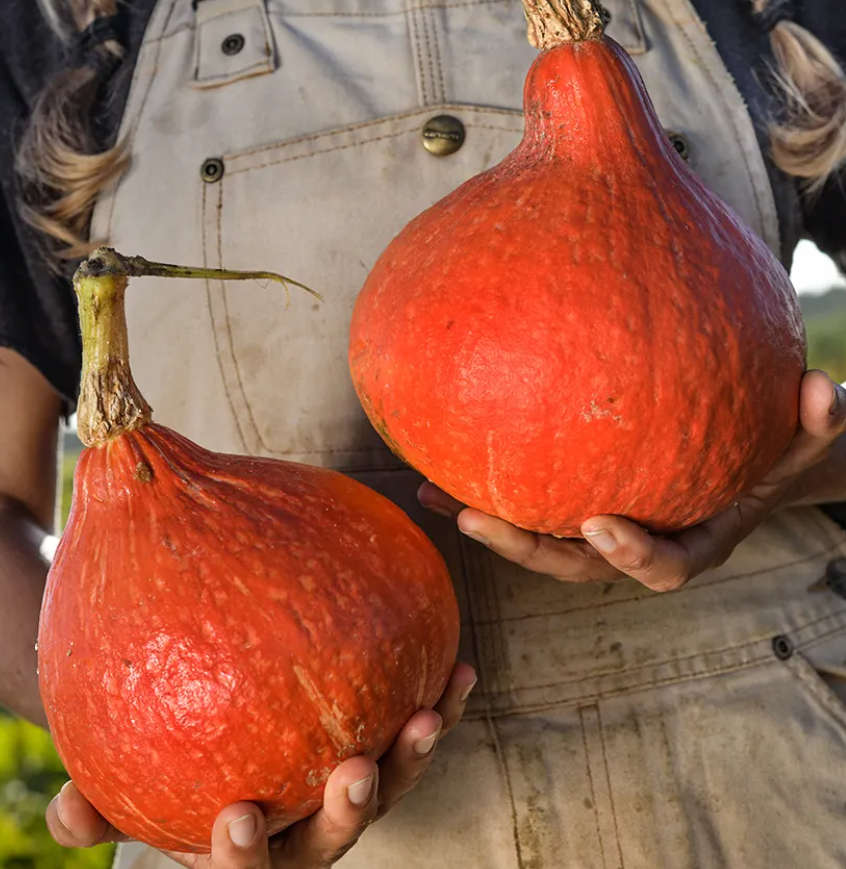 RED KOURI SQUASH / POYIMARRON / HAKKAIDO PUMPKIN     - 10 SEEDS