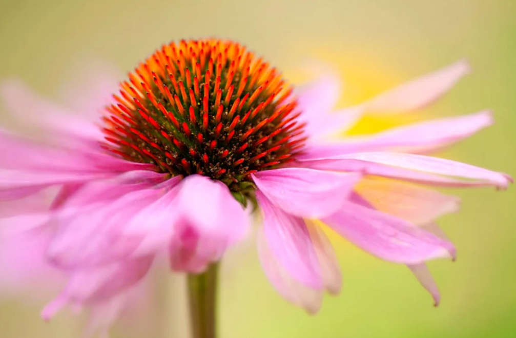 FLOWERS -  ECHINEA ANGUSTIOLIA  / KANSAS SNAKEROOT -  20 SEEDS  medicinal