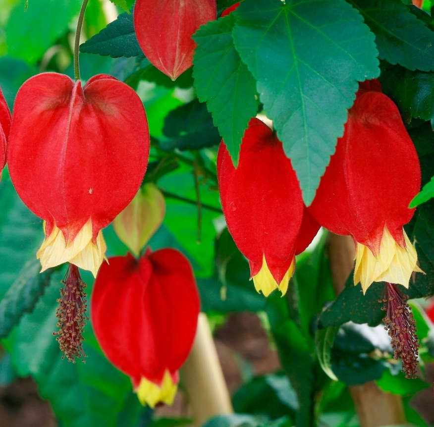 ABUTILON / CHINESE LANTERN  - MIXED COLOURS -  medicinal - 30 SEEDS
