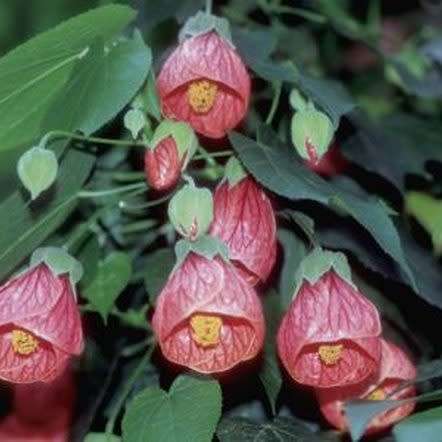 ABUTILON / CHINESE LANTERN  - MIXED COLOURS -  medicinal - 30 SEEDS