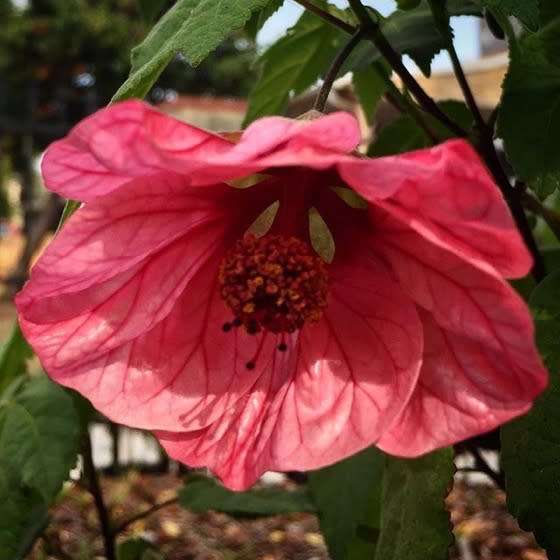 ABUTILON / CHINESE LANTERN  - MIXED COLOURS -  medicinal - 30 SEEDS