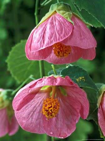ABUTILON / CHINESE LANTERN  - MIXED COLOURS -  medicinal - 30 SEEDS