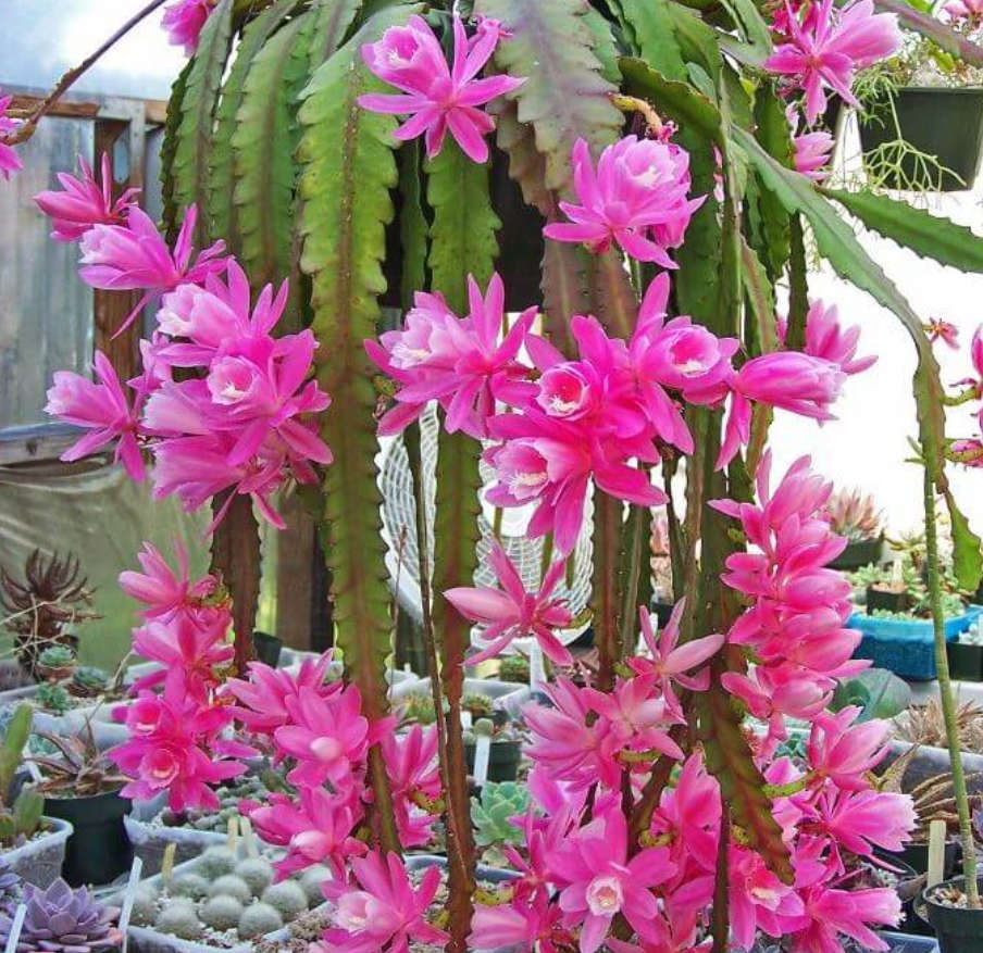 ORCHID CACTUS CUTTINGS - `DEUTSCHE KAISERINE`  2  X 10CM CUTTINGS