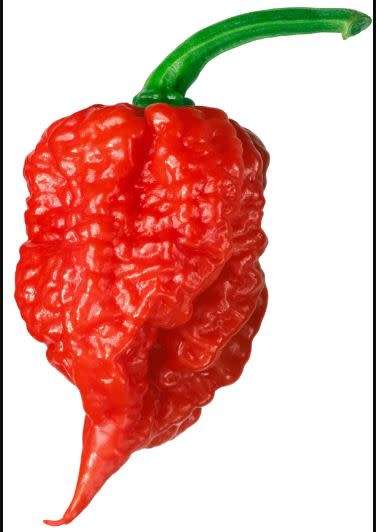 CHILLIES -  CAROLINA REAPER  -   5 SEEDS  `capsicum chinense`  SUPER HOTTEST!!!