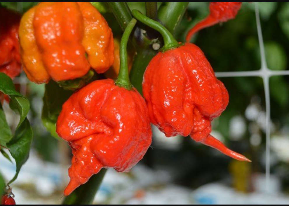CHILLIES -  CAROLINA REAPER  -   5 SEEDS  `capsicum chinense`  SUPER HOTTEST!!!