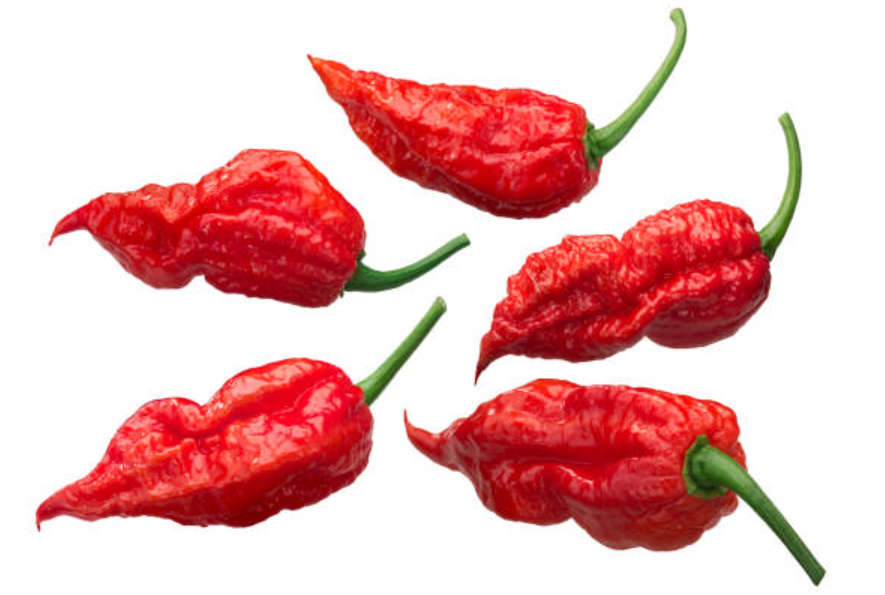 GHOST Chilies  / Bhut Jolokia  -  Capsicum  Chinense × Frutescens  -  5 Seeds