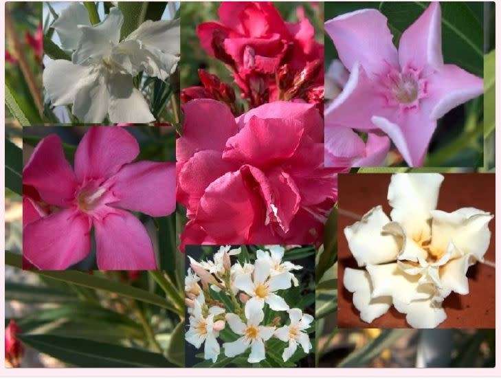 NERIUM OLEANDER  Mixed Colours    -  30 Seeds