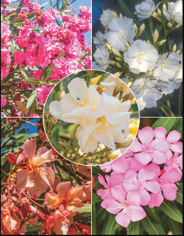 NERIUM OLEANDER  Mixed Colours    -  30 Seeds