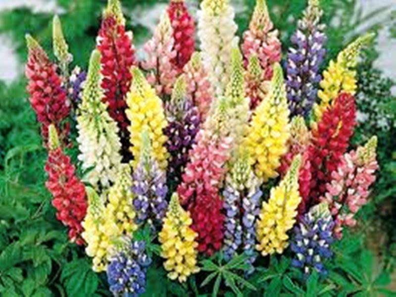 FLOWERS  -  LUPINUS HARTWEGII /RUSSEL  LUPINE `GIANT KING`   COLOR MIX  20 SEEDS