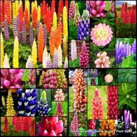 FLOWERS  -  LUPINUS HARTWEGII /RUSSEL  LUPINE `GIANT KING`   COLOR MIX  20 SEEDS
