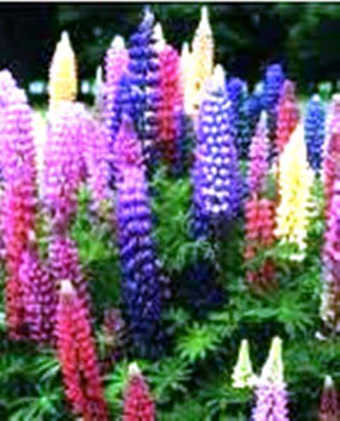 FLOWERS  -  LUPINUS HARTWEGII /RUSSEL  LUPINE `GIANT KING`   COLOR MIX  20 SEEDS