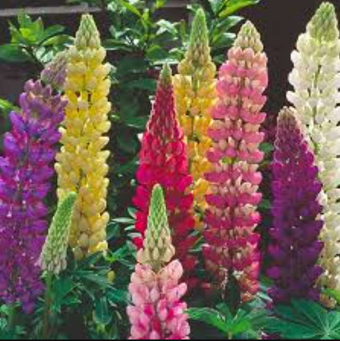 FLOWERS  -  LUPINUS HARTWEGII /RUSSEL  LUPINE `GIANT KING`   COLOR MIX  20 SEEDS