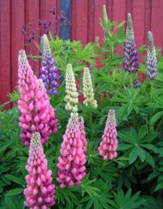 FLOWERS  -  LUPINUS HARTWEGII /RUSSEL  LUPINE `GIANT KING`   COLOR MIX  20 SEEDS