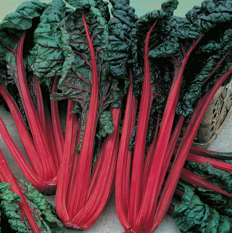 SWISS CHARD / SILVERBEET  - 20 SEEDS