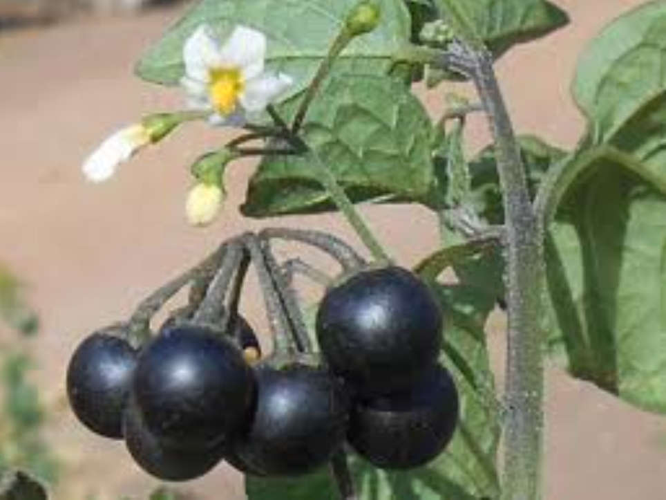 NASTERGAL Berry / Sunberry / Umsobo  - Solanum Retroflexum  - 30 Seeds