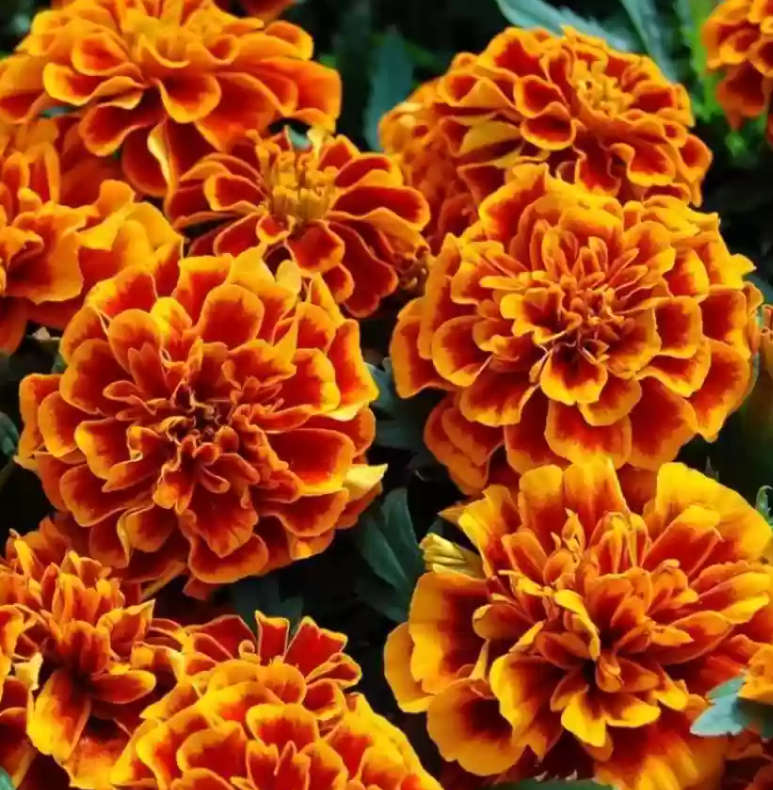 FLOWERS  -  MARIGOLD DOUBLE FRENCH  -  30 SEEDS -  edible flowers