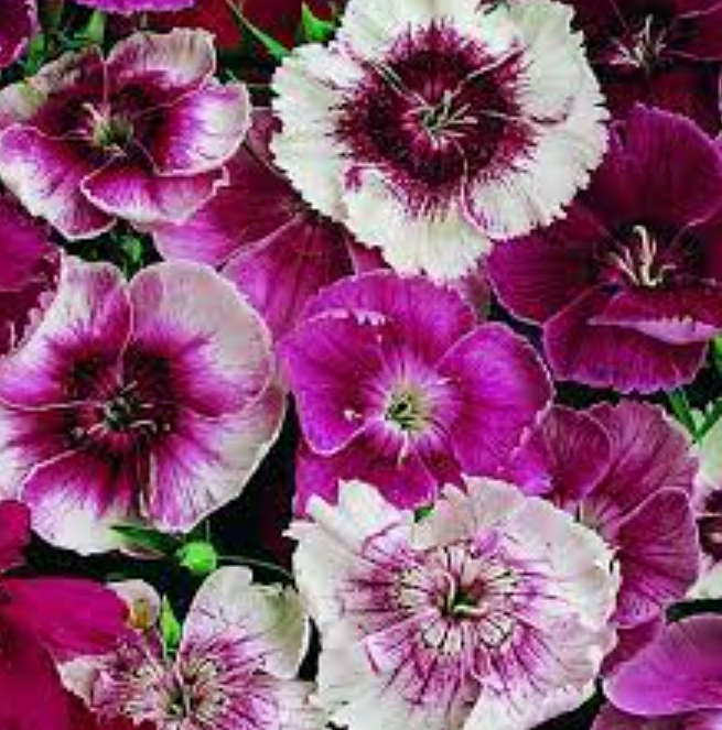 FLOWERS  -  DIANTHUS `` BABY DOLL`  30 SEEDS