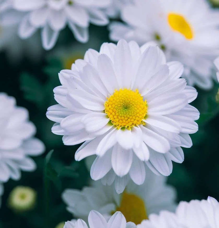 FLOWERS  -  DOUBLE  CHRYSANTHEMUM PALUDOSUM /  CREEPING DAISY /  `  30 SEEDS