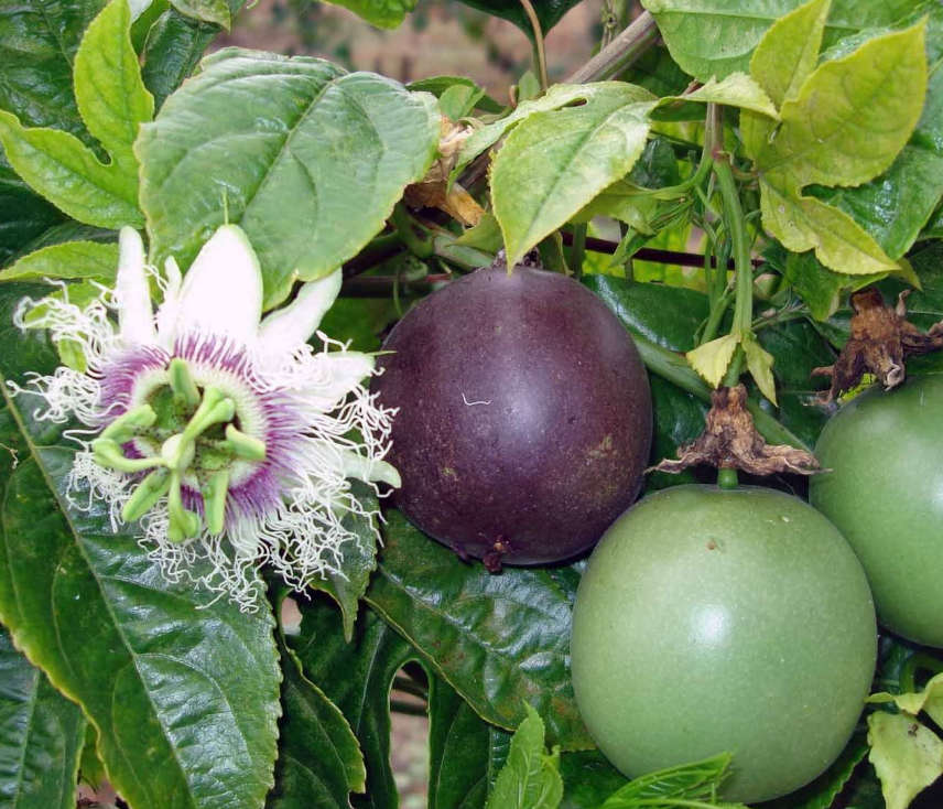 MARACUJA / ESTER GRANADILLA / `Passiflora edulis`   -  10 SEEDS  exotic fruit