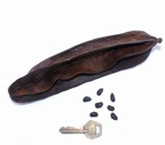 AIDAN FRUIT / UYAYAK / PREKESE /` Tetrapleura tetraptera`  3 SEEDS