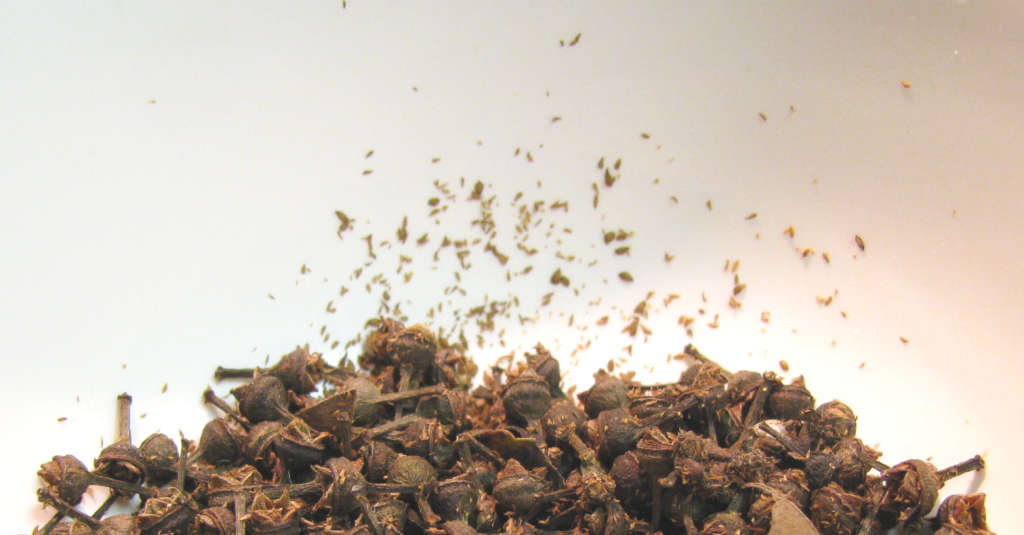 RAINBOW EUCALYPTUS Tree -  Eucalyptus Deglupta -  40 Seeds