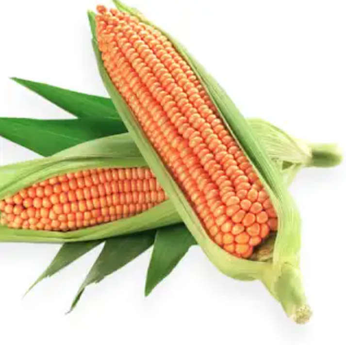YELLOW MIELIE / ZEA MAYS - 30 SEEDS