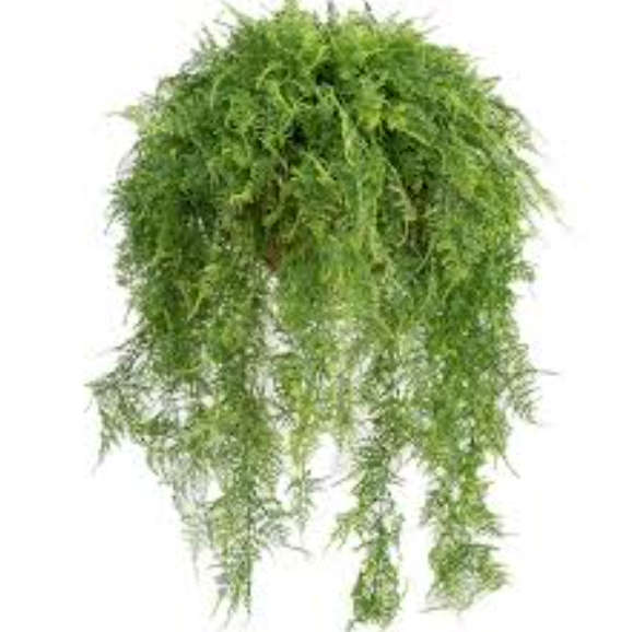 EMERALD / ASPARAGUS /  FEATHER FERN / HANGING BASKET FERN   -  Asparagus SprengeriI  20 SEEDS