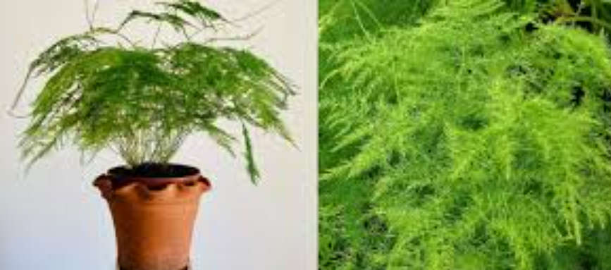 EMERALD / ASPARAGUS /  FEATHER FERN / HANGING BASKET FERN   -  Asparagus SprengeriI  20 SEEDS