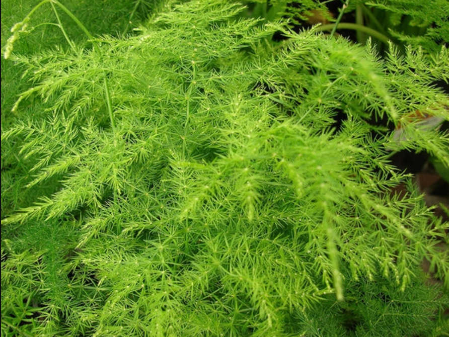 EMERALD / ASPARAGUS /  FEATHER FERN / HANGING BASKET FERN   -  Asparagus SprengeriI  20 SEEDS