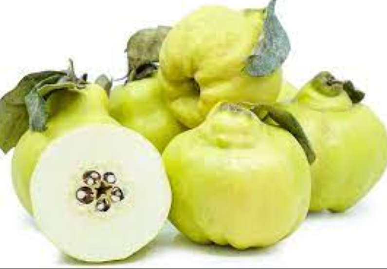 CHILEAN PINEAPPLE QUINCE / CYDONIA OBLONGA    -  5 SEEDS  exotic fruit