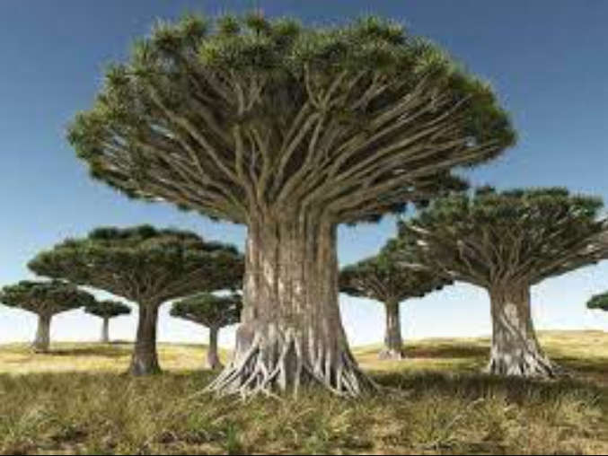 DRAGON`S BLOOD TREE   `Dracaeana Draco`  2 seeds