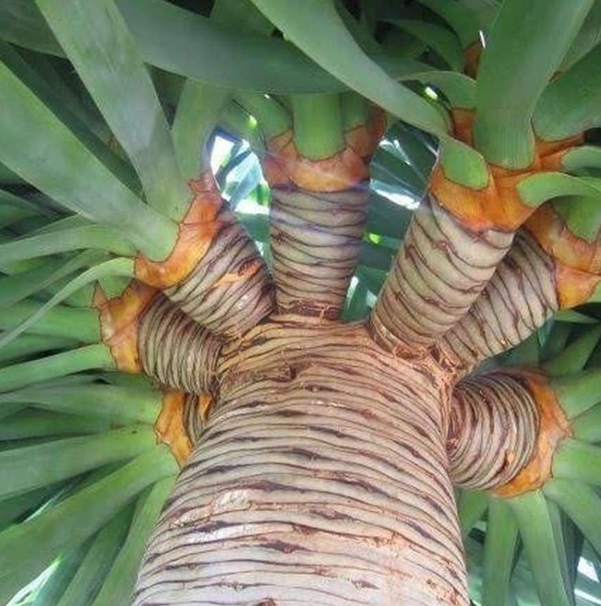 DRAGON`S BLOOD TREE   `Dracaeana Draco`  2 seeds