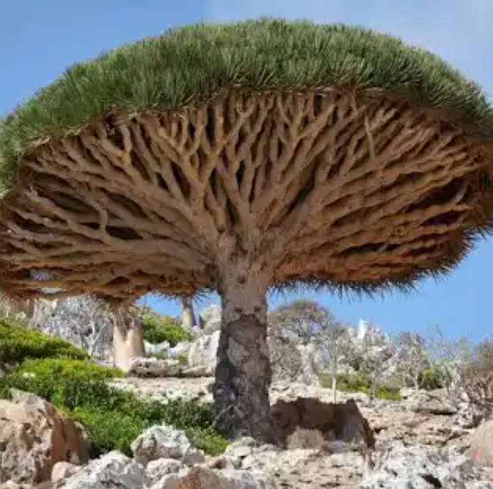 DRAGON`S BLOOD TREE   `Dracaeana Draco`  2 seeds