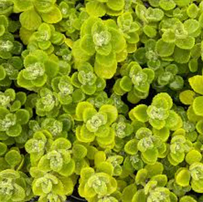 VICKS PLANT  / Cuban Oregano -  Plectranthus tomentosa  -  4 X 10 cm Cuttings