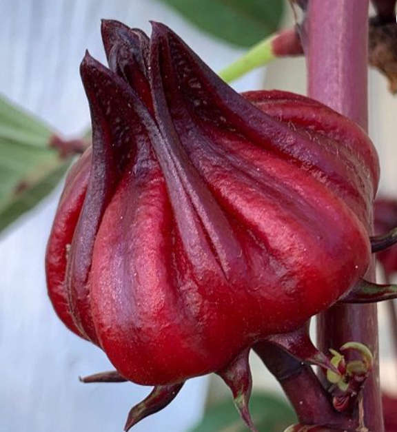 ROSELLA  / Florida Cranberry / Karkade /  Bissap /Hibiscus Tea -   Hibiscus Sabdariffa -   5 Seeds