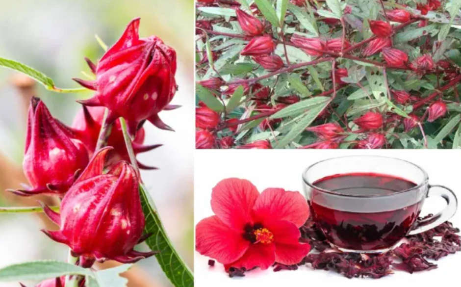 ROSELLA  / Florida Cranberry / Karkade /  Bissap /Hibiscus Tea -   Hibiscus Sabdariffa -   5 Seeds