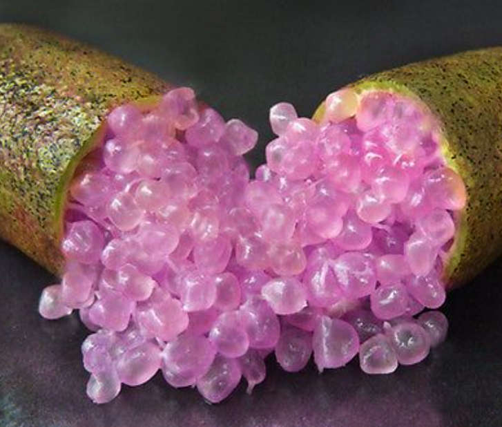 CAVIAR LIME / FINGER LIME `PINK ICE` / CITRUS ASUTRALASICA  -   3 SEEDS