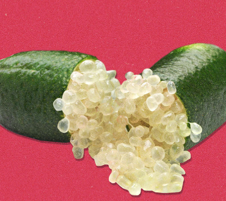 CAVIAR LIME / FINGER LIME `WHITE` / CITRUS ASUTRALASICA  -   3 SEEDS
