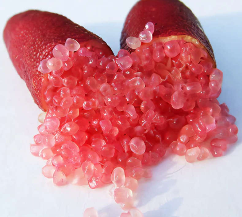 CAVIAR LIME / RED FINGER LIME / CITRUS ASUTRALASICA  -   3 SEEDS