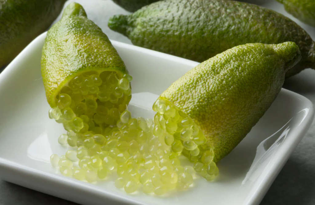 CAVIAR LIME / FINGER LIME `GREEN CRYSTAL` / CITRUS ASUTRALASICA  -   10 SEEDS