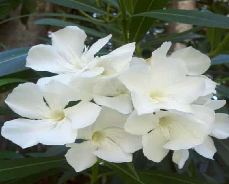 WHITE OLEANDER     -  50 SEEDS